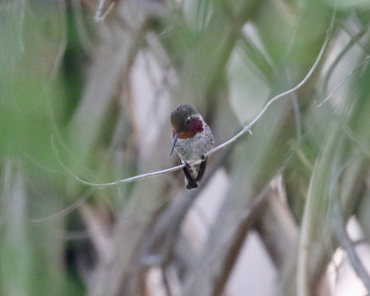 Anna's Hummingbird - ML642335970
