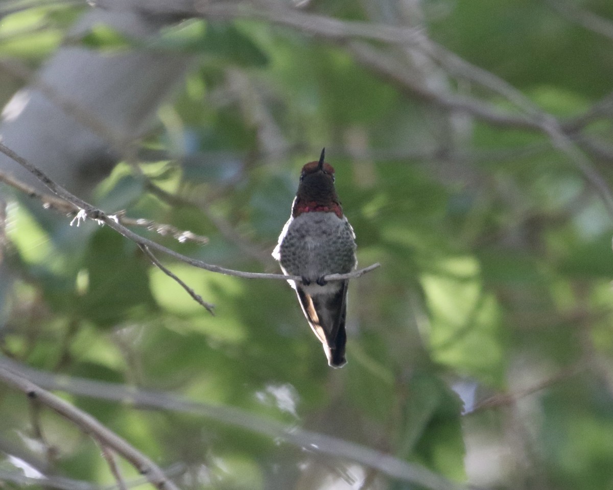 Anna's Hummingbird - ML642335977