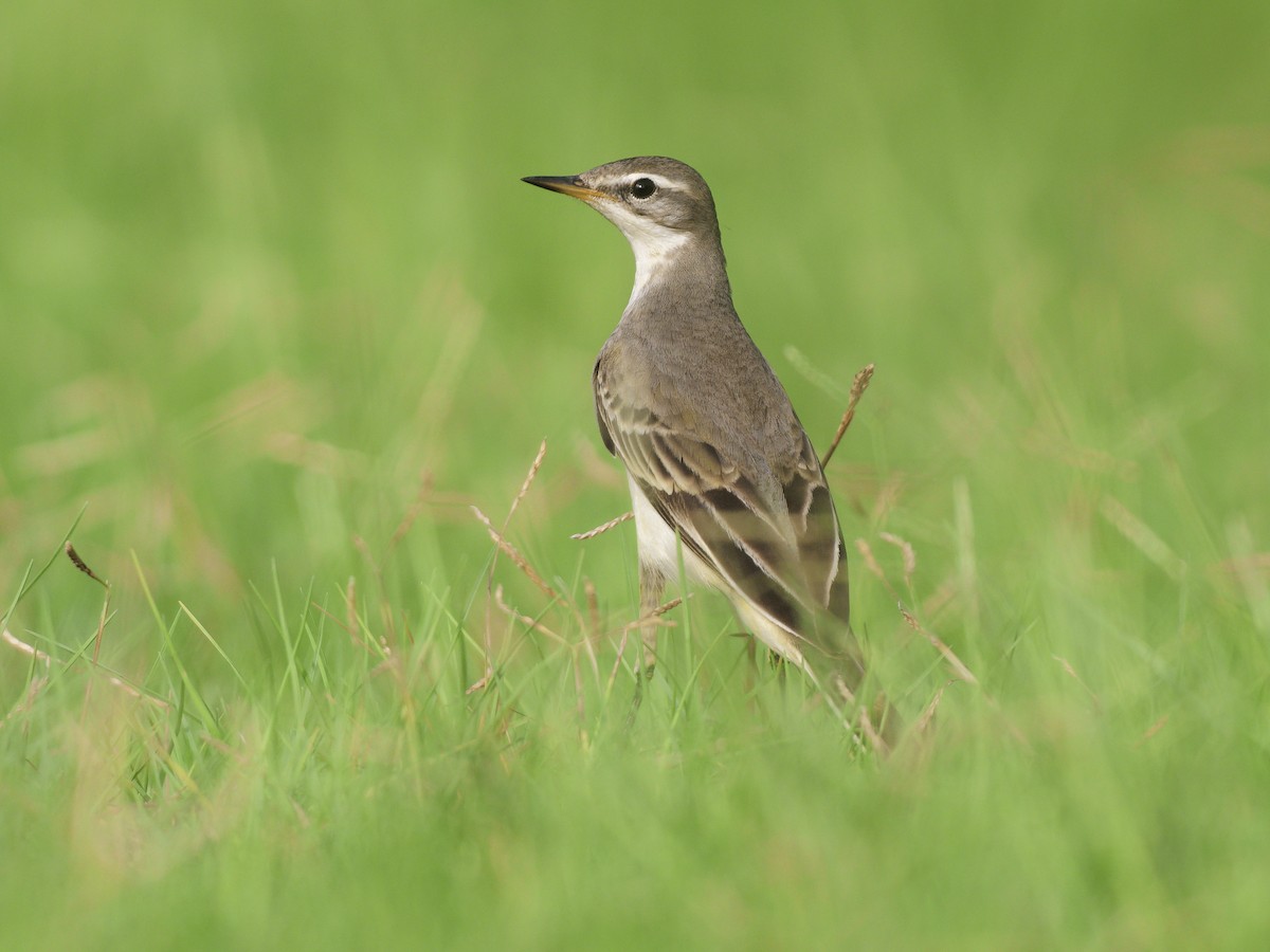 Western Yellow Wagtail - ML642335979