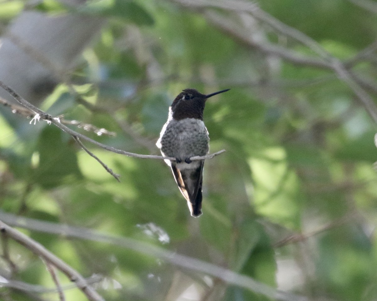 Anna's Hummingbird - ML642335981