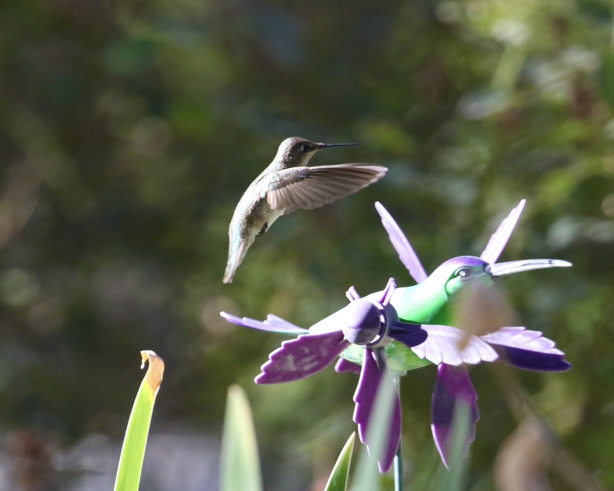 Anna's Hummingbird - ML642335994
