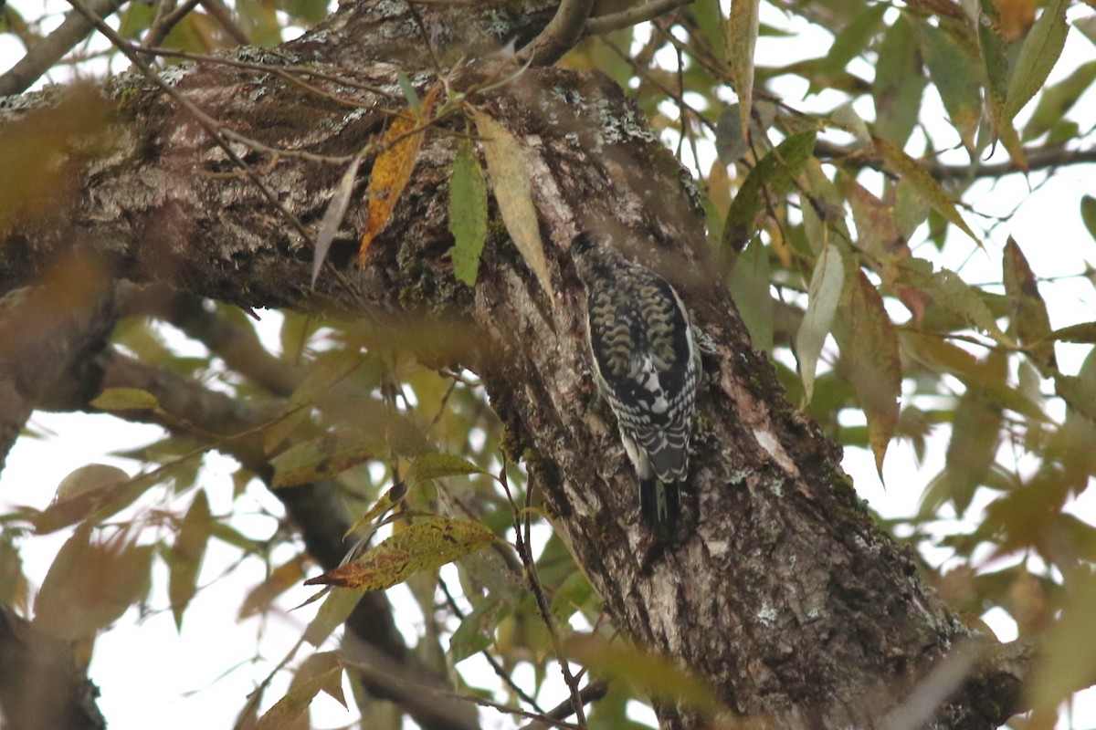 Yellow-bellied Sapsucker - ML642336012