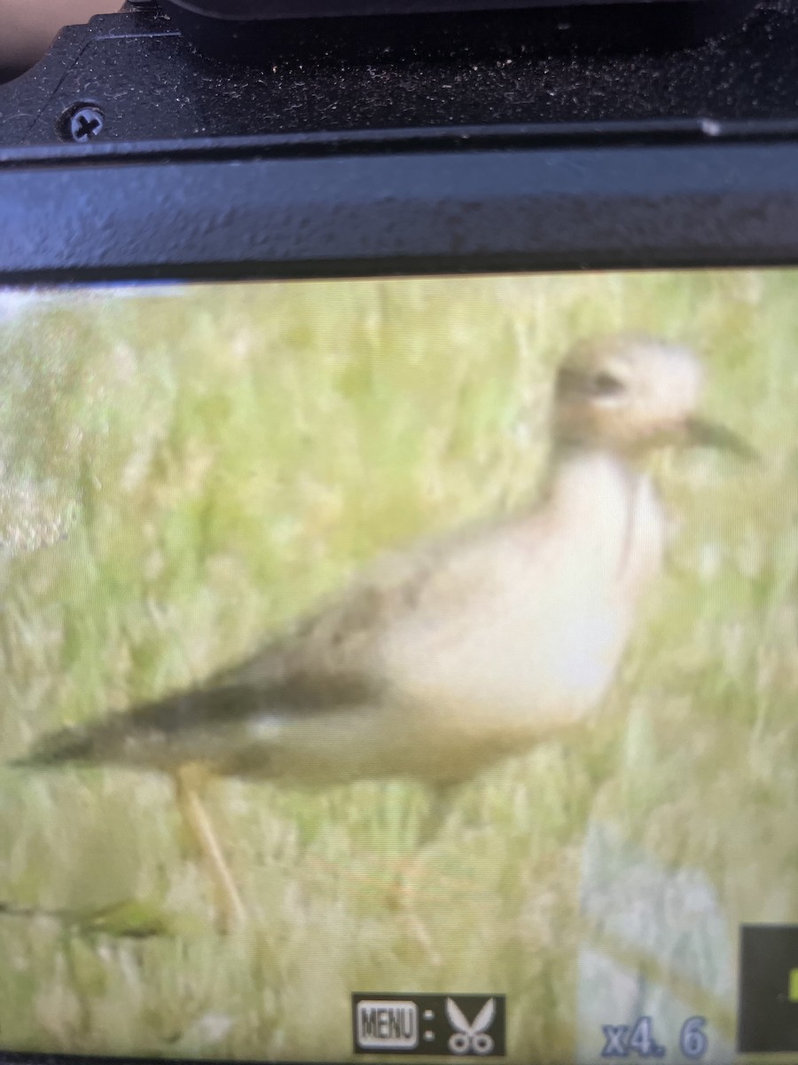 Buff-breasted Sandpiper - ML642336019