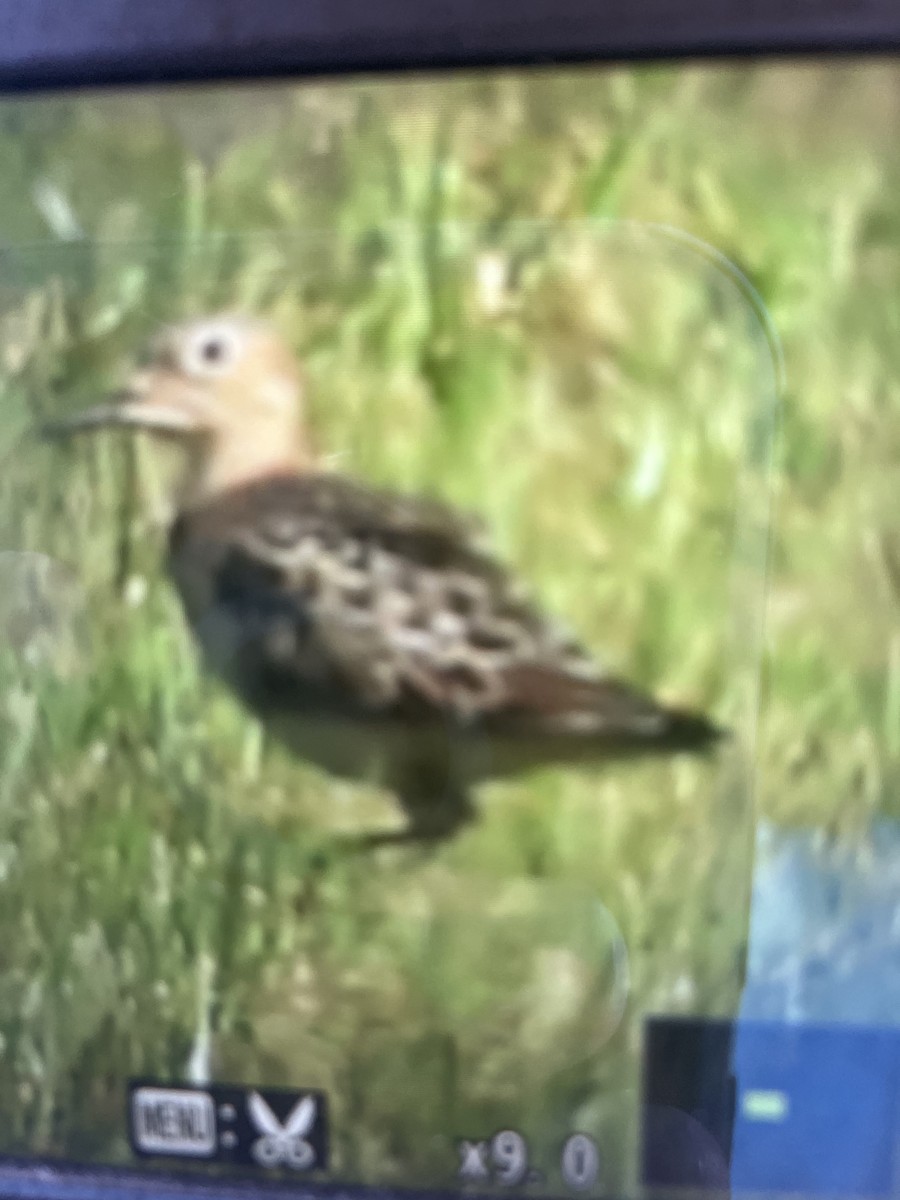 Buff-breasted Sandpiper - ML642336020