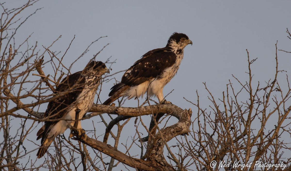 African Hawk-Eagle - ML642336027