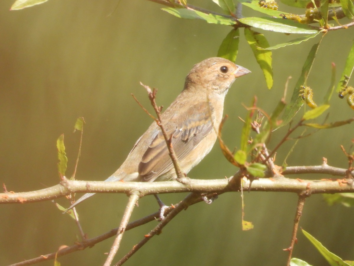 Indigo Bunting - ML642336075