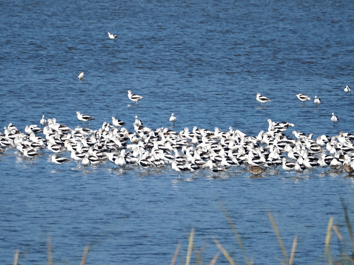 American Avocet - ML642336083