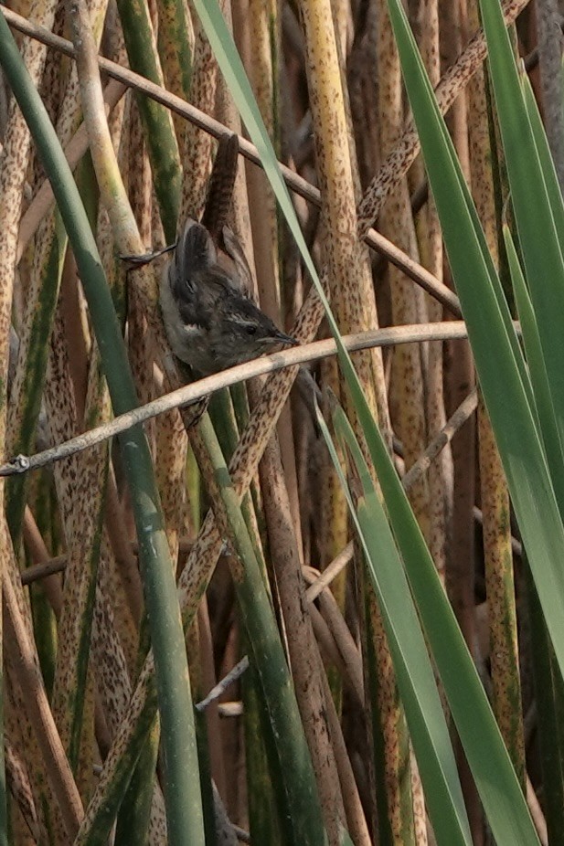 Marsh Wren - ML642336087