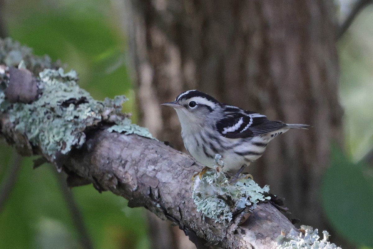 Black-and-white Warbler - ML642336100