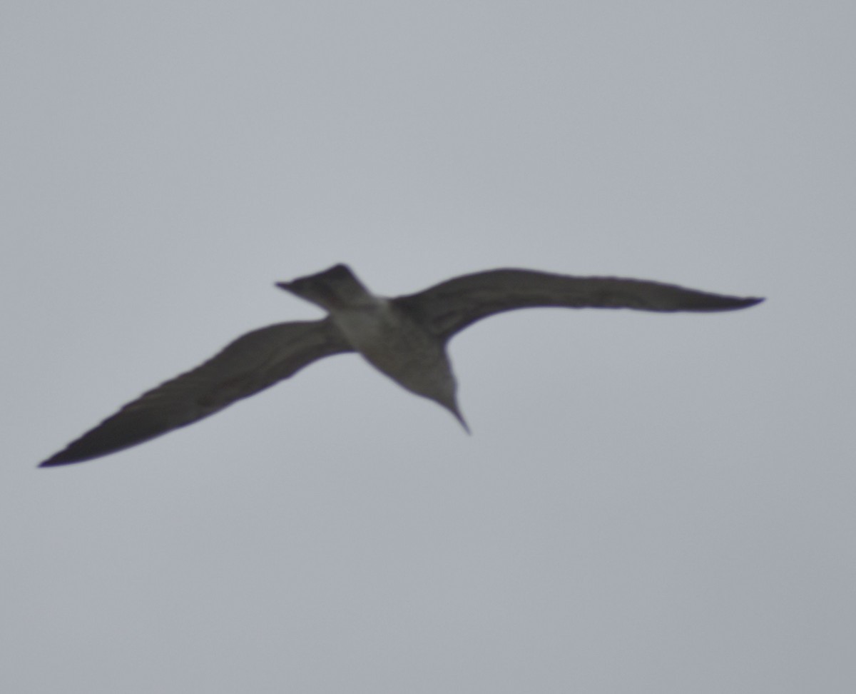 Larus sp. - ML642336108