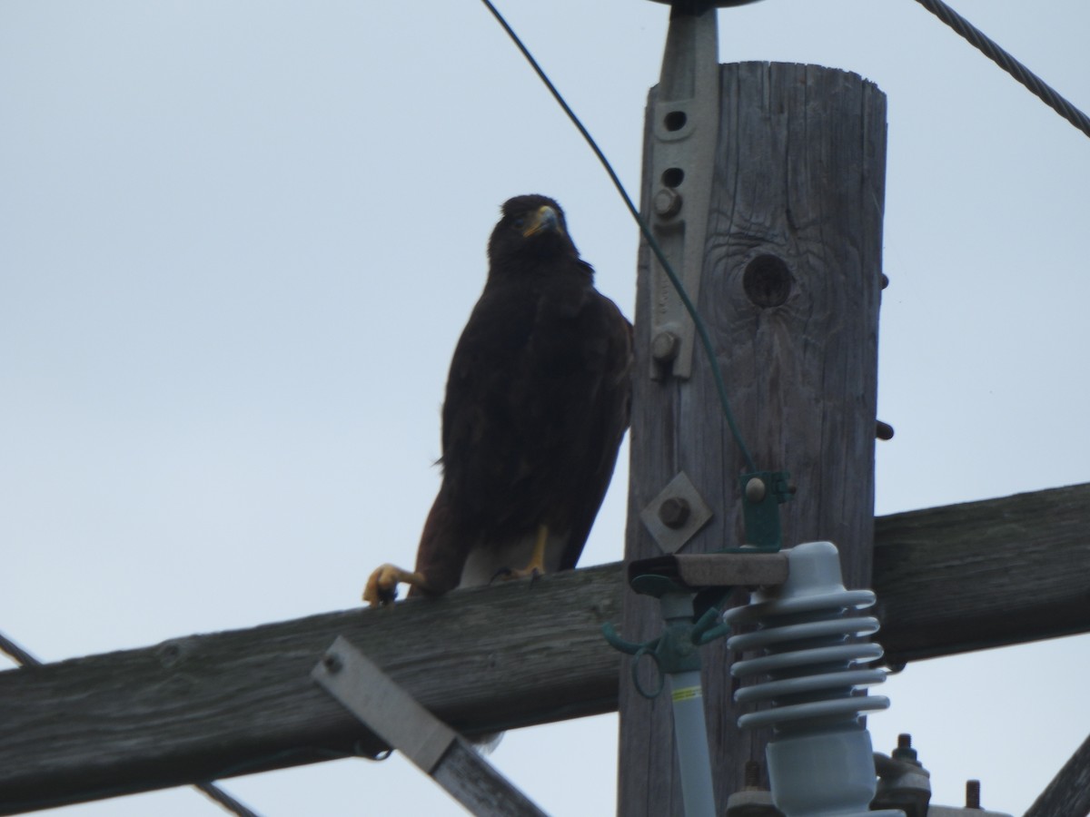 Harris's Hawk - ML642336113