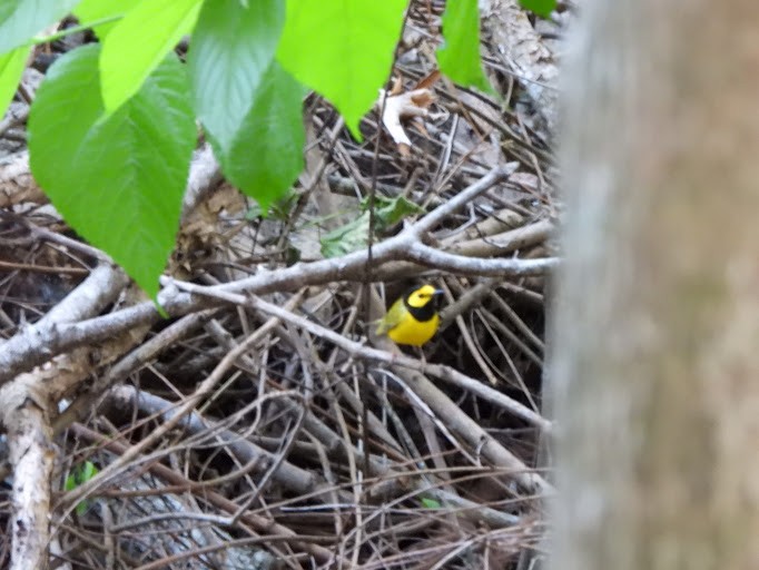 Hooded Warbler - ML642336116
