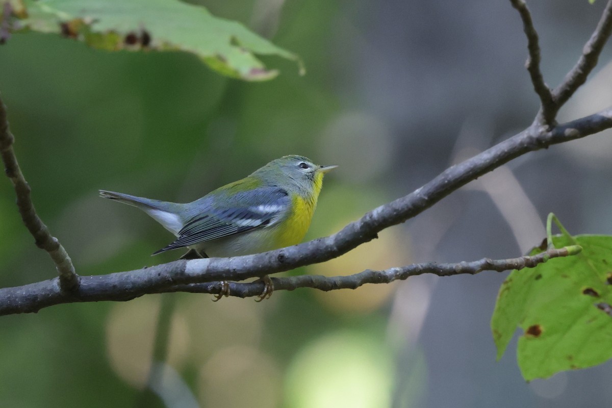 Northern Parula - ML642336117