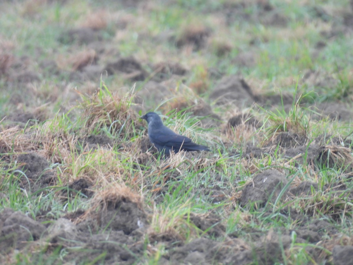Eurasian Jackdaw - ML642336118