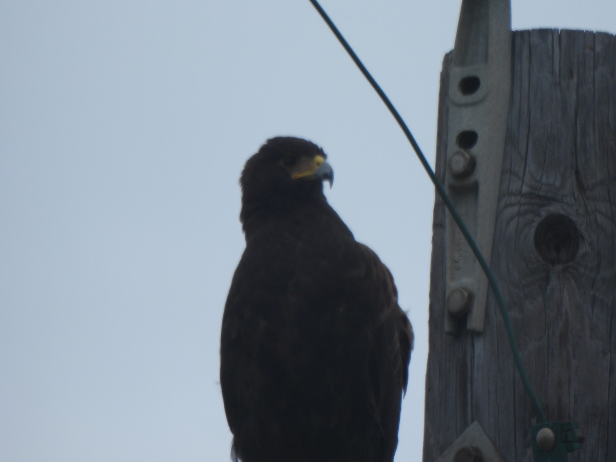 Harris's Hawk - ML642336122