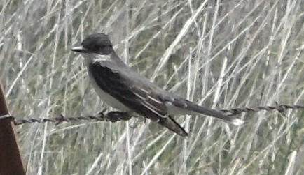 Eastern Kingbird - ML642336136