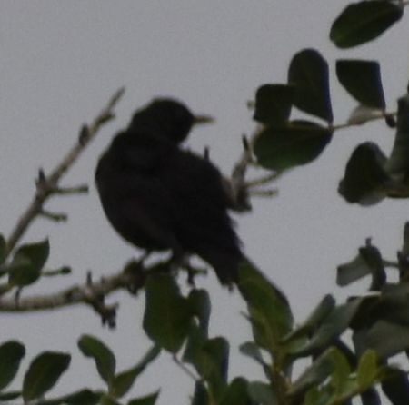 Eurasian Blackbird - ML642336137