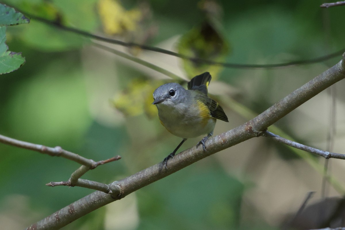 American Redstart - ML642336144