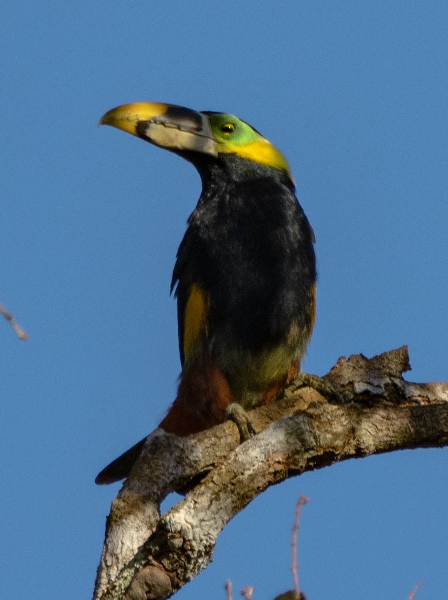 Gould's Toucanet - ML642336160
