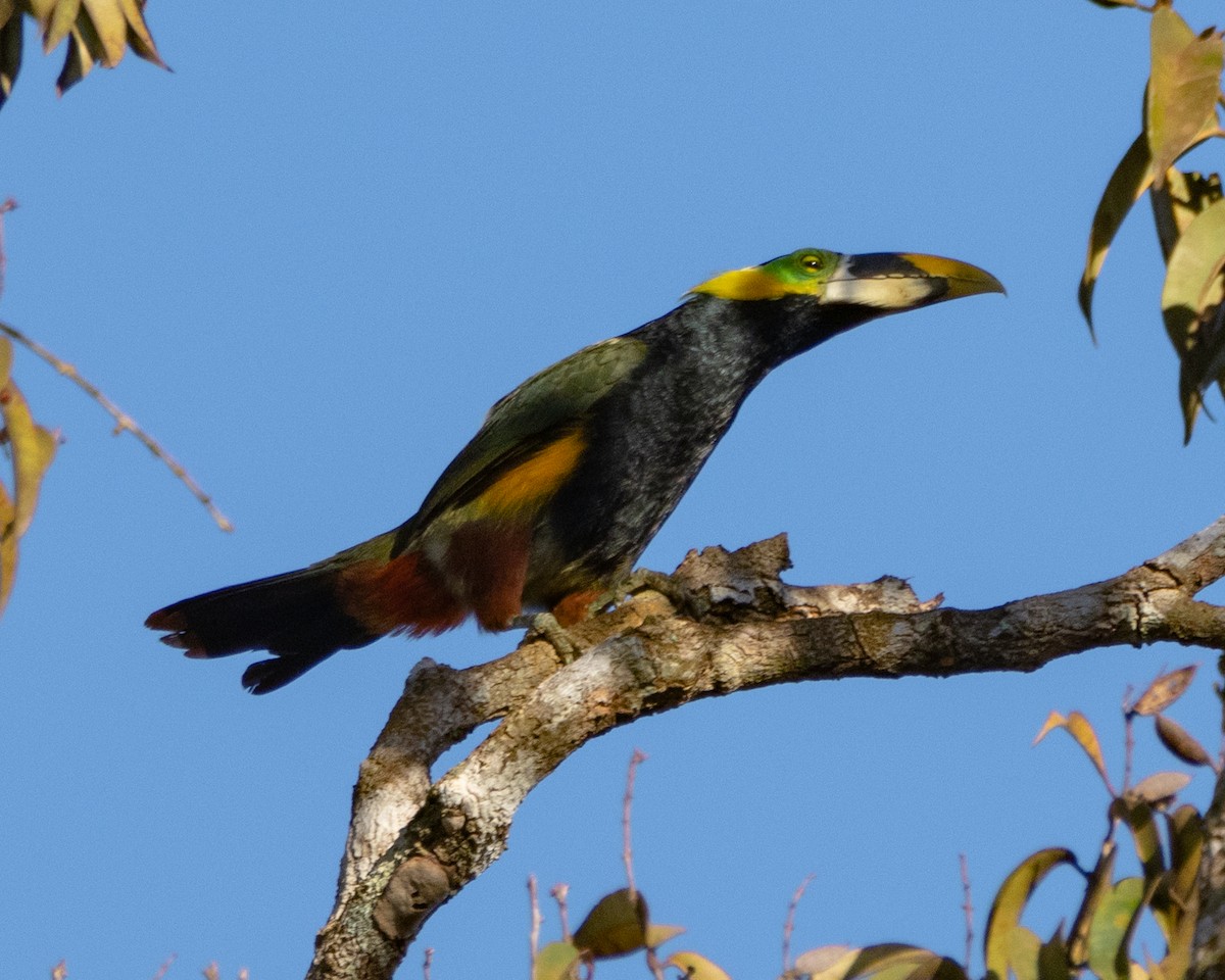 Gould's Toucanet - ML642336161