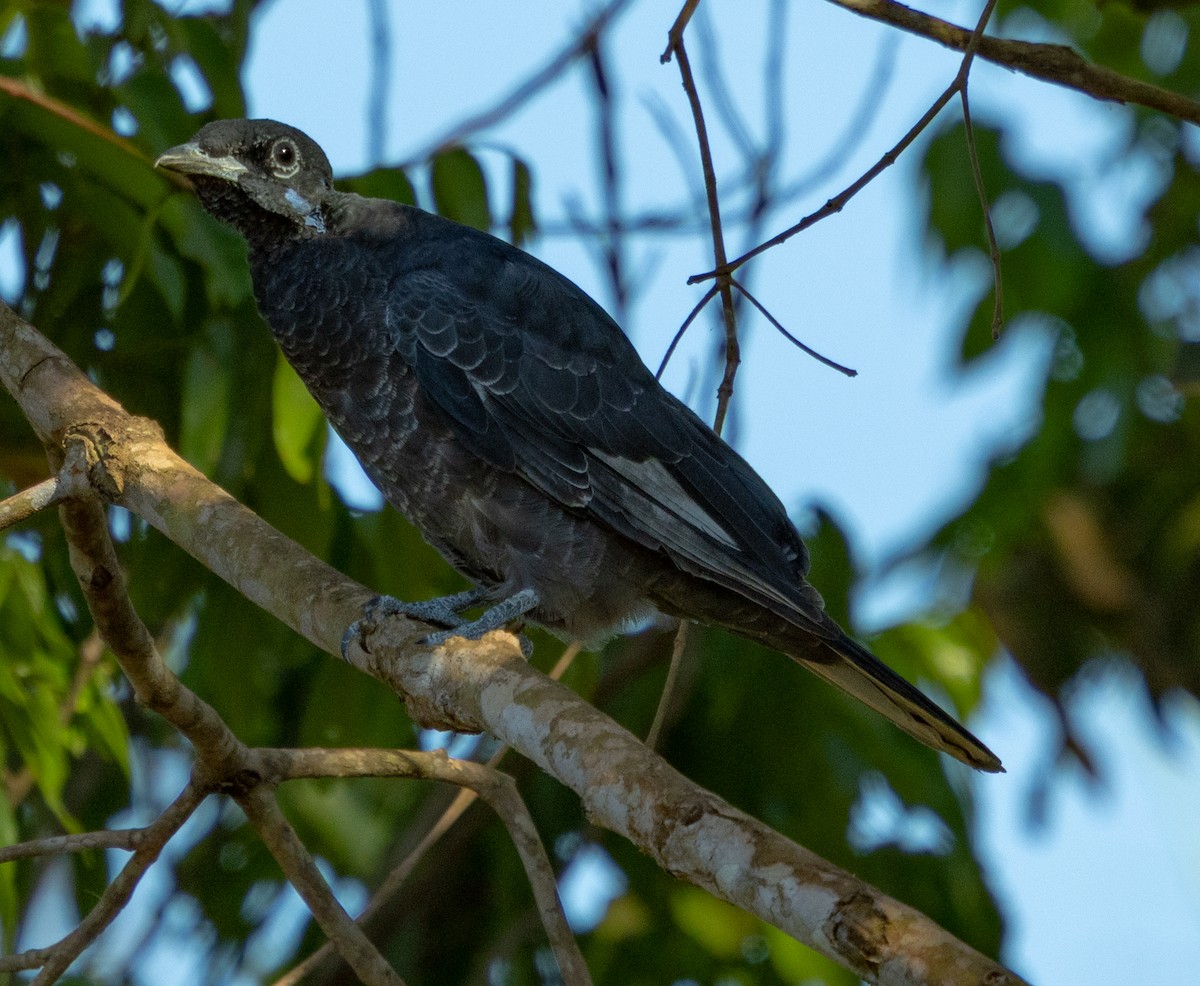 Bare-necked Fruitcrow - ML642336175