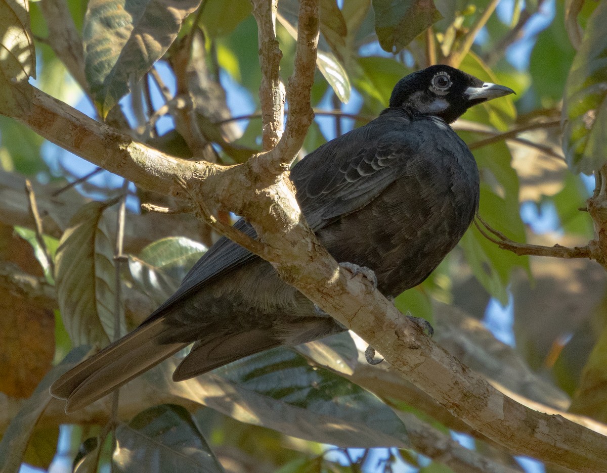 Bare-necked Fruitcrow - ML642336176