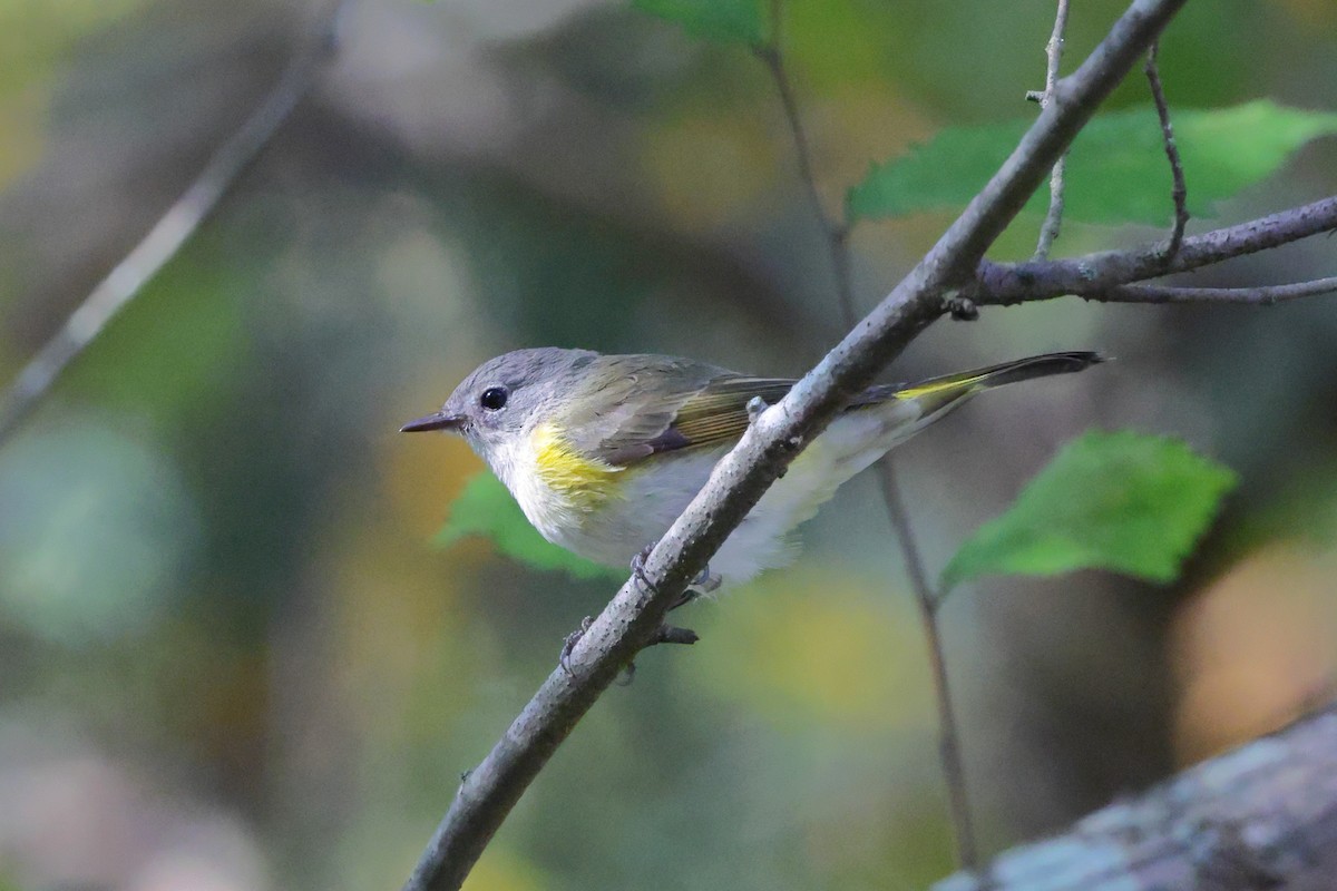 American Redstart - ML642336177