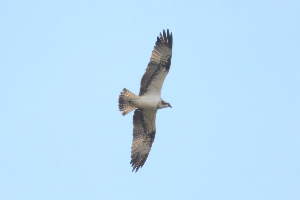 Osprey (Eurasian) - ML642336179