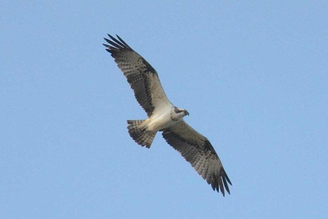 Osprey (Eurasian) - ML642336180