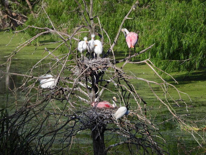 Roseate Spoonbill - ML642336196