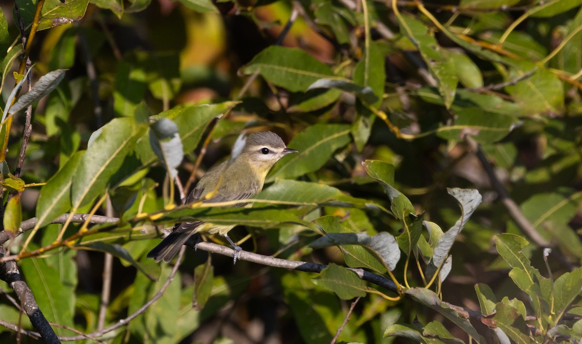 Philadelphia Vireo - ML642336197
