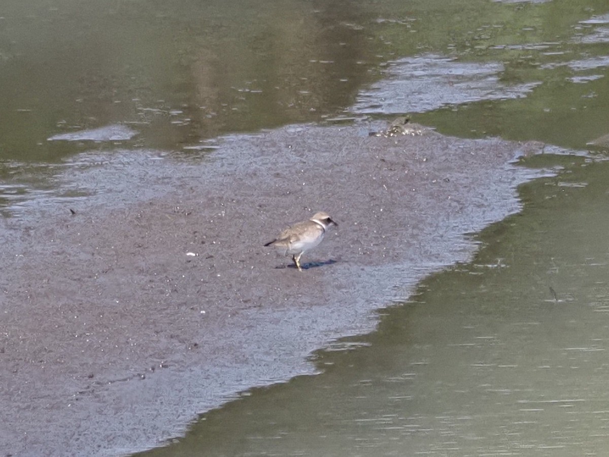Semipalmated Plover - ML642336228