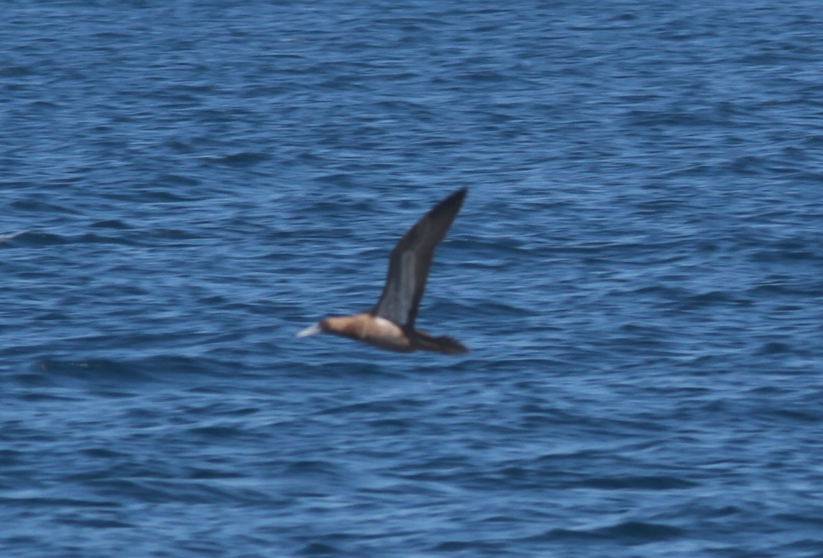 Brown Booby - ML642336230