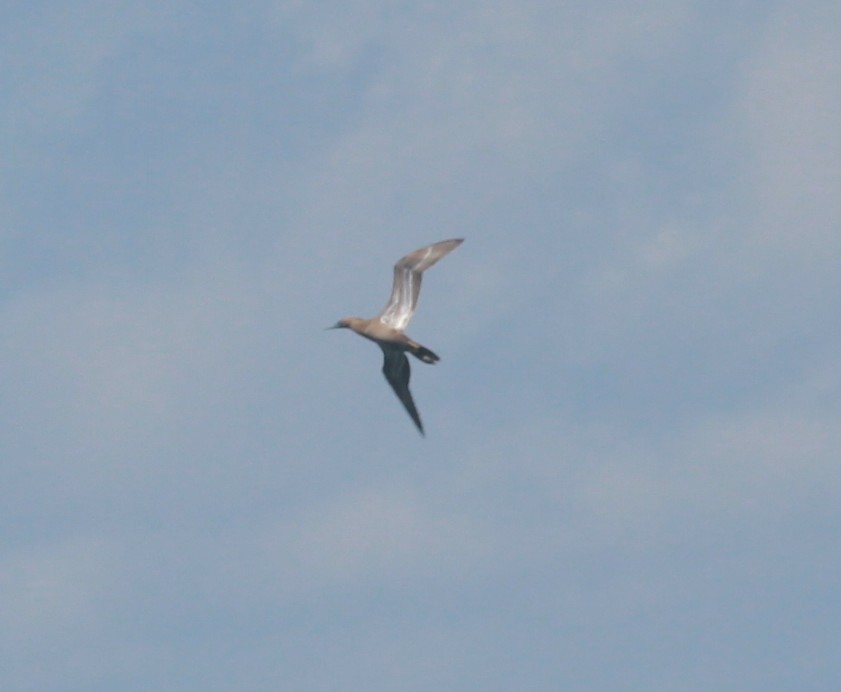Brown Booby - ML642336231
