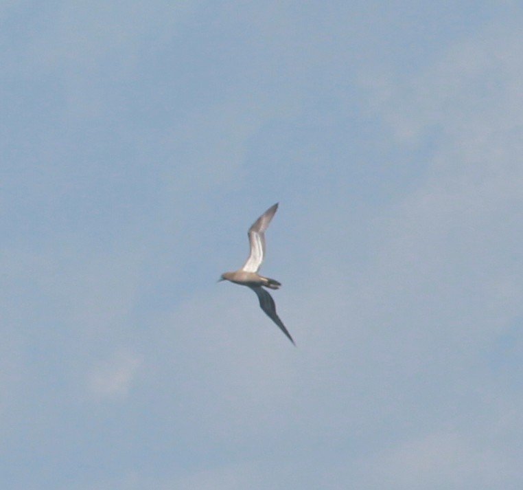 Brown Booby - ML642336232