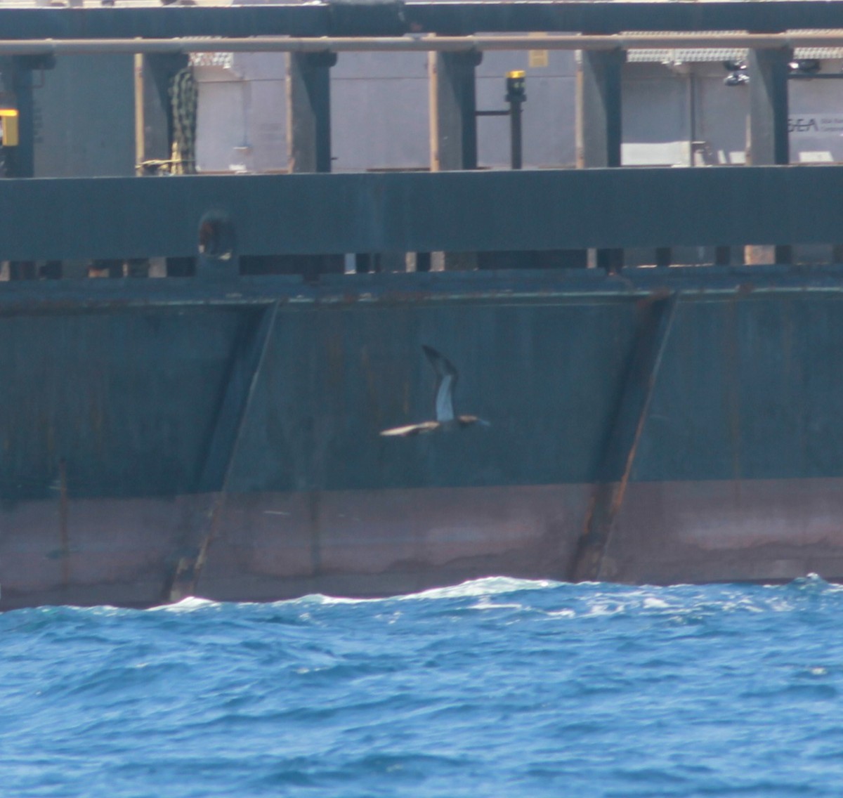 Brown Booby - ML642336233