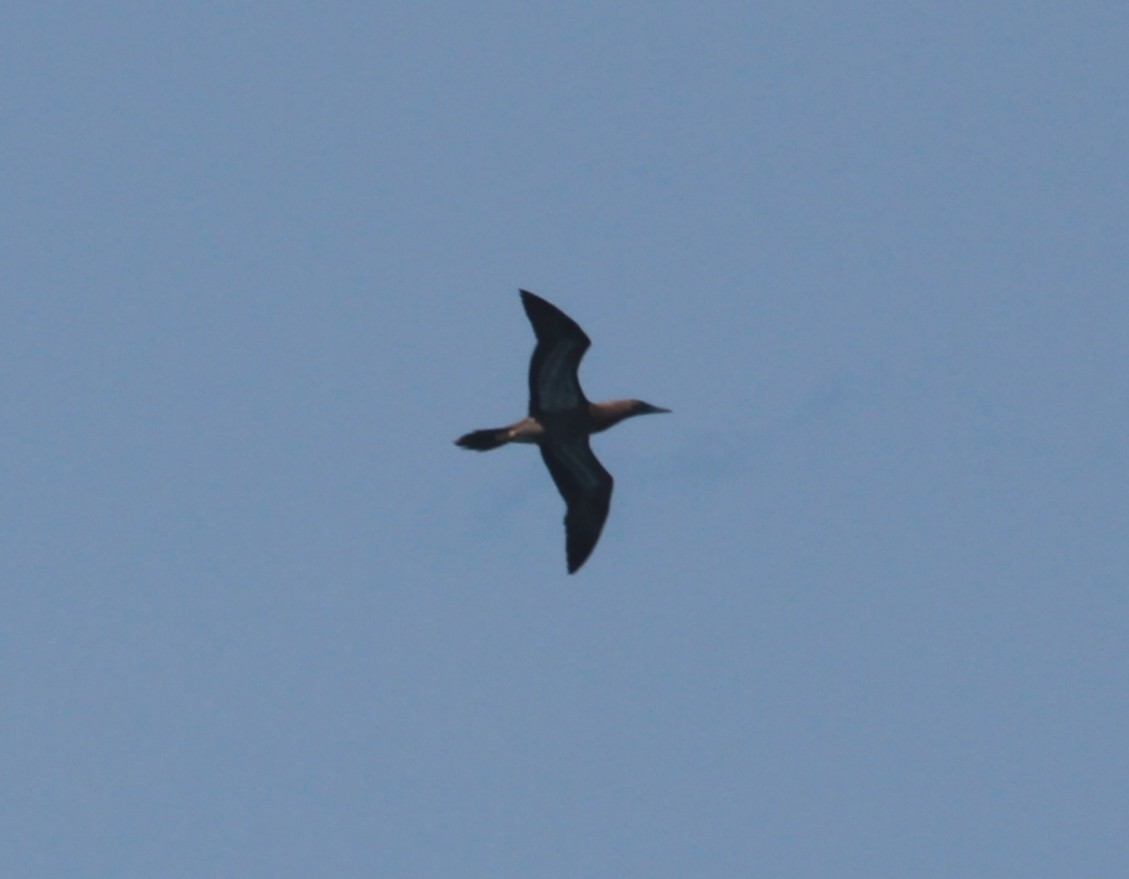Brown Booby - ML642336235