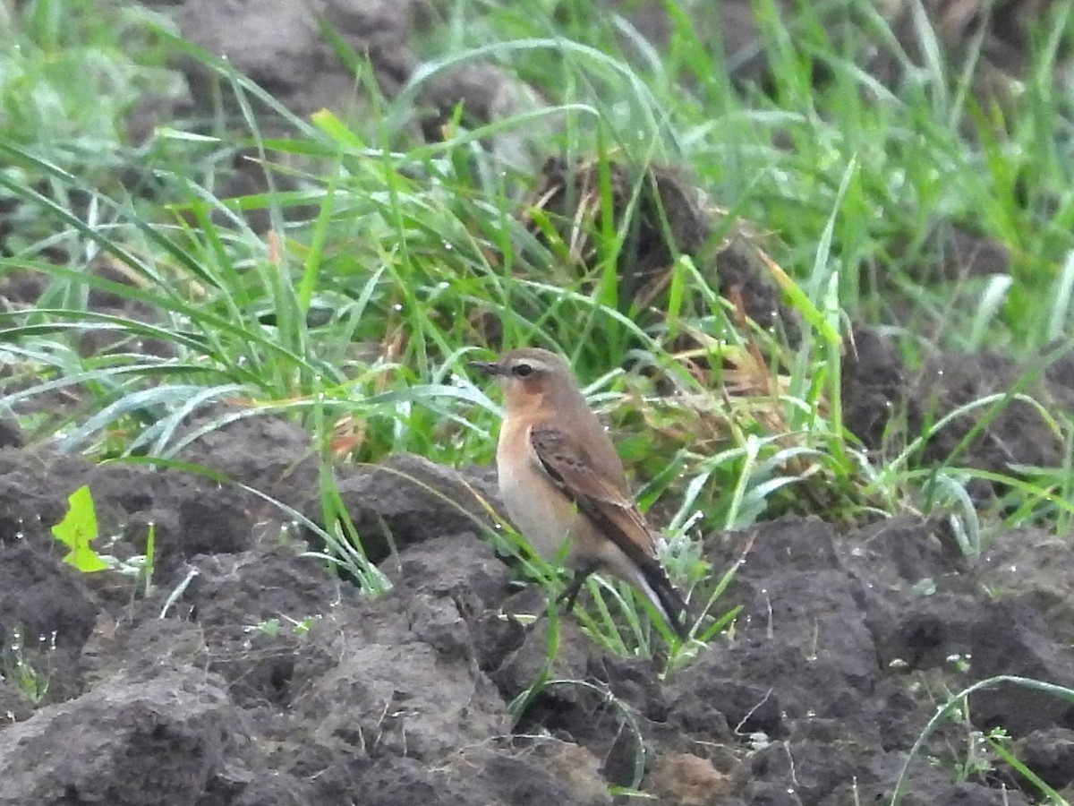 Northern Wheatear - ML642336251