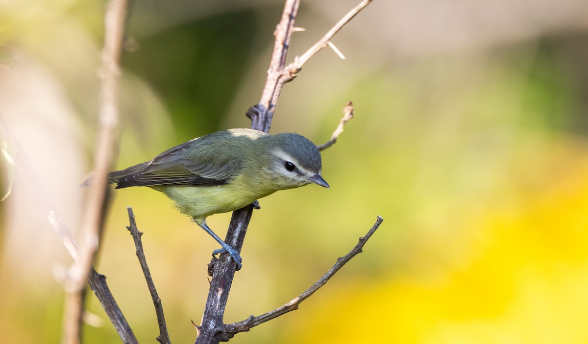 Philadelphia Vireo - ML642336262