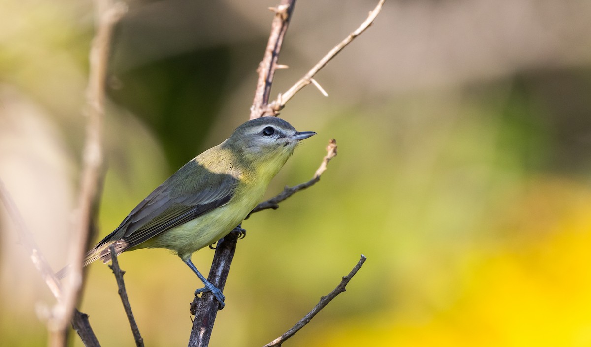 Philadelphia Vireo - ML642336264