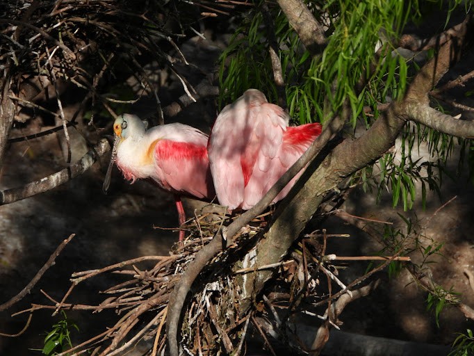 Roseate Spoonbill - ML642336266