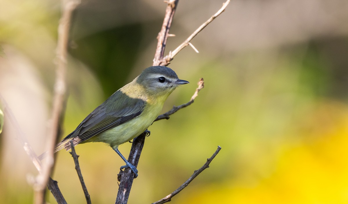 Philadelphia Vireo - ML642336268