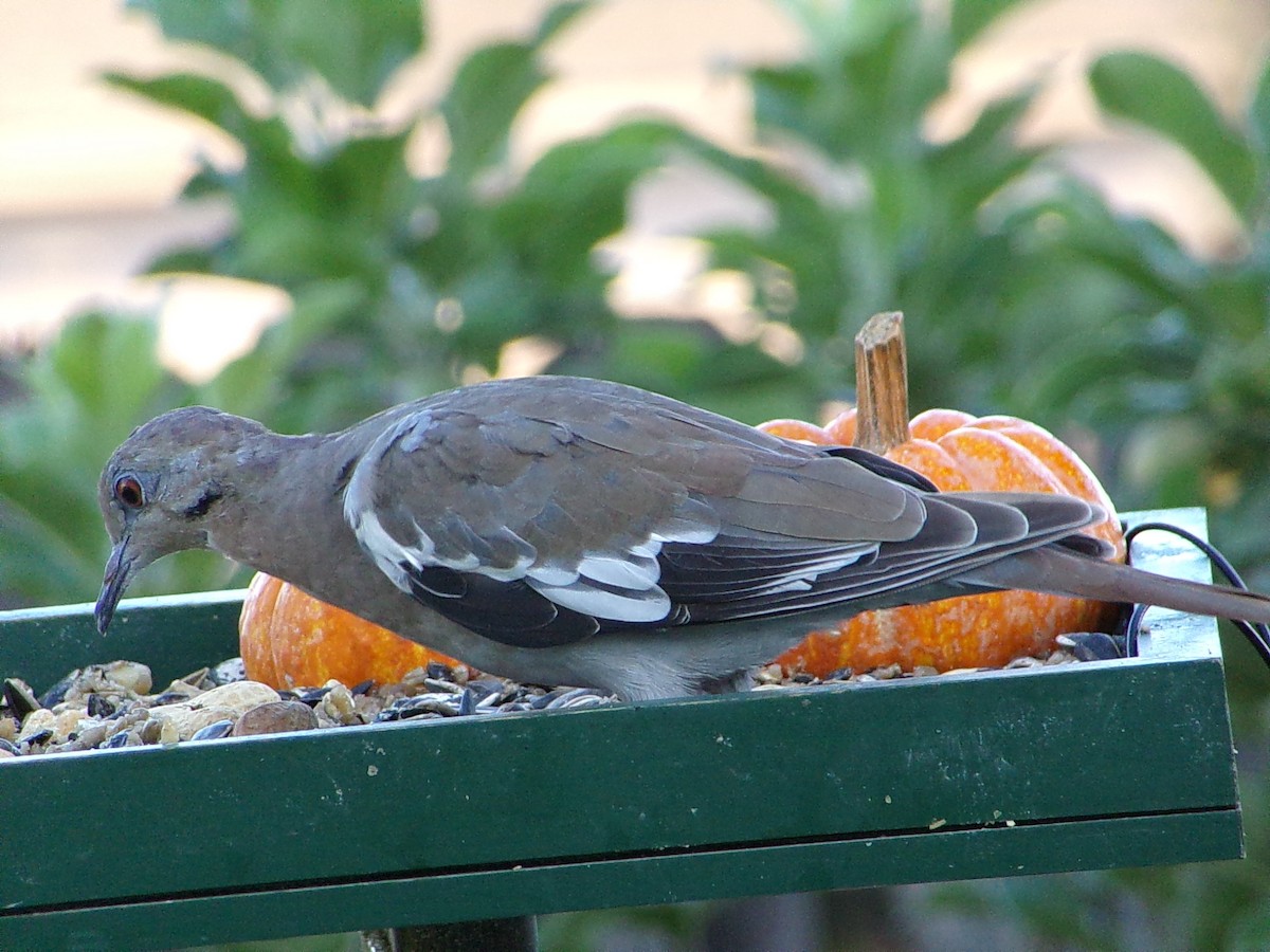 White-winged Dove - ML642336277