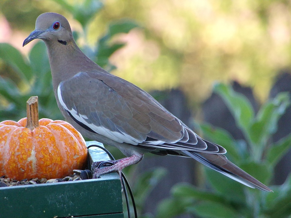 White-winged Dove - ML642336278