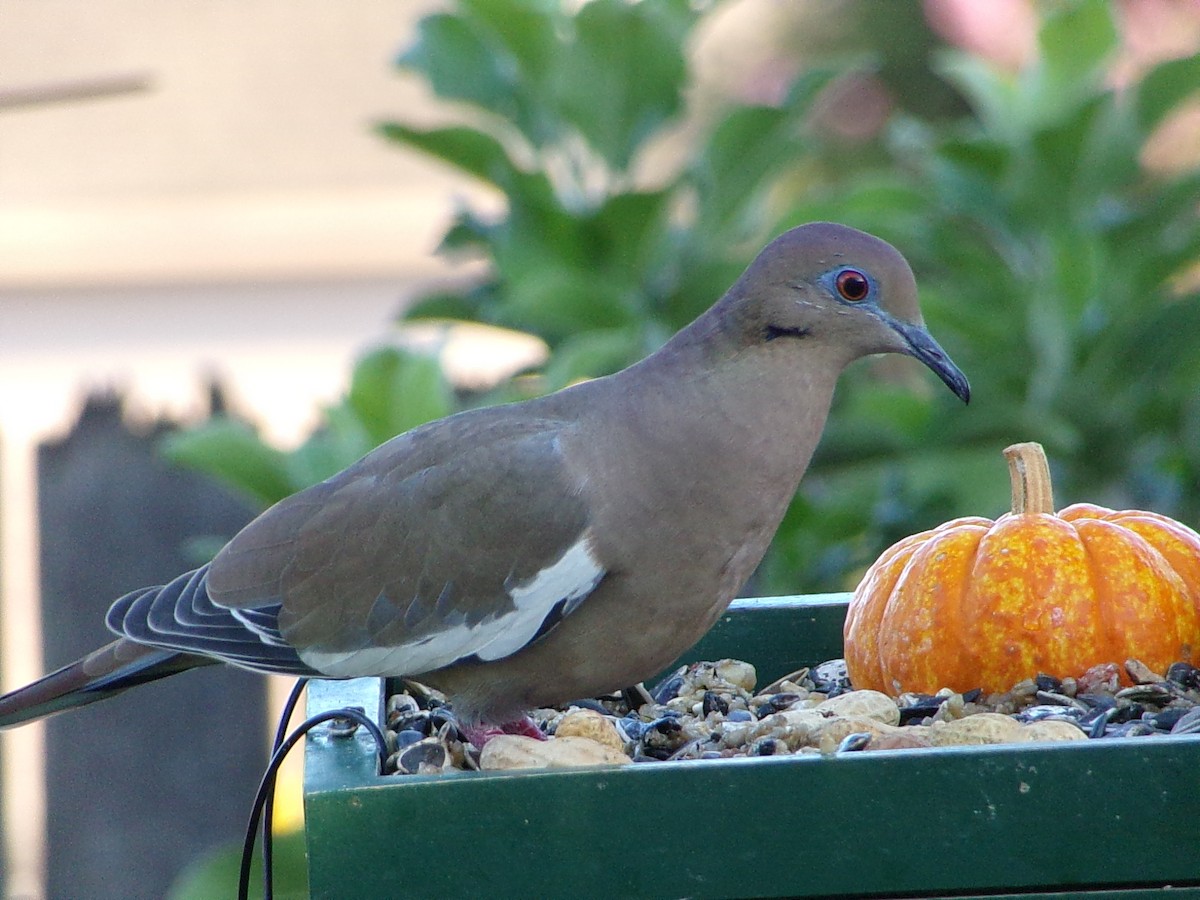 White-winged Dove - ML642336279