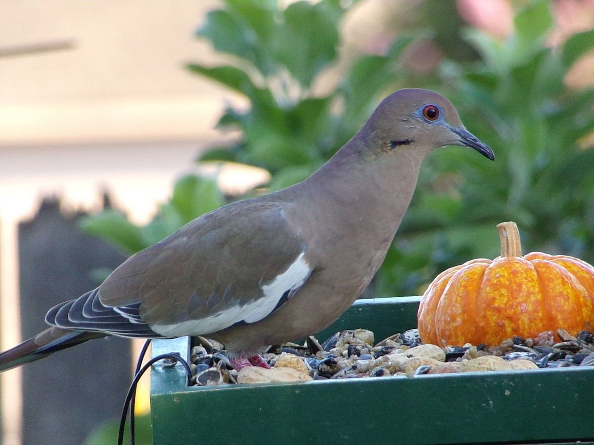 White-winged Dove - ML642336280