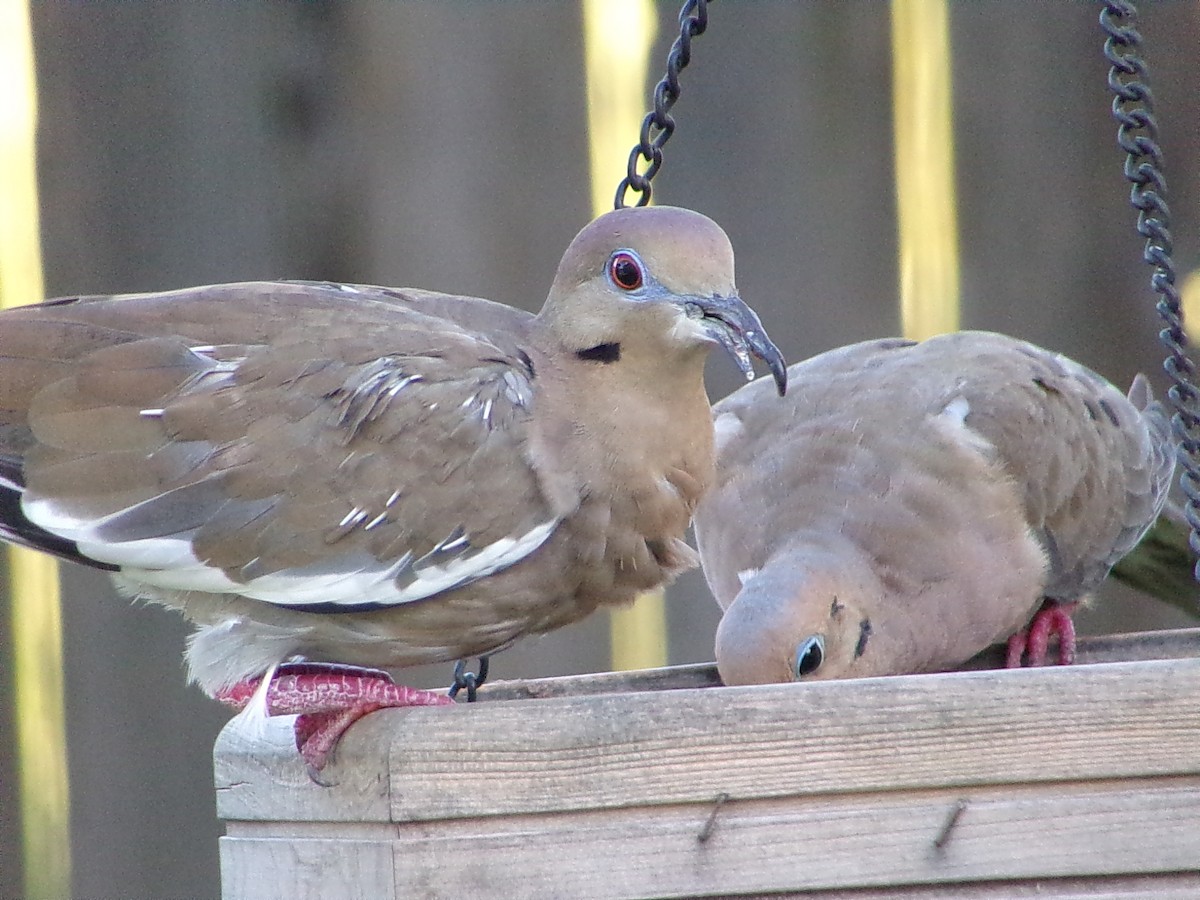 White-winged Dove - ML642336283