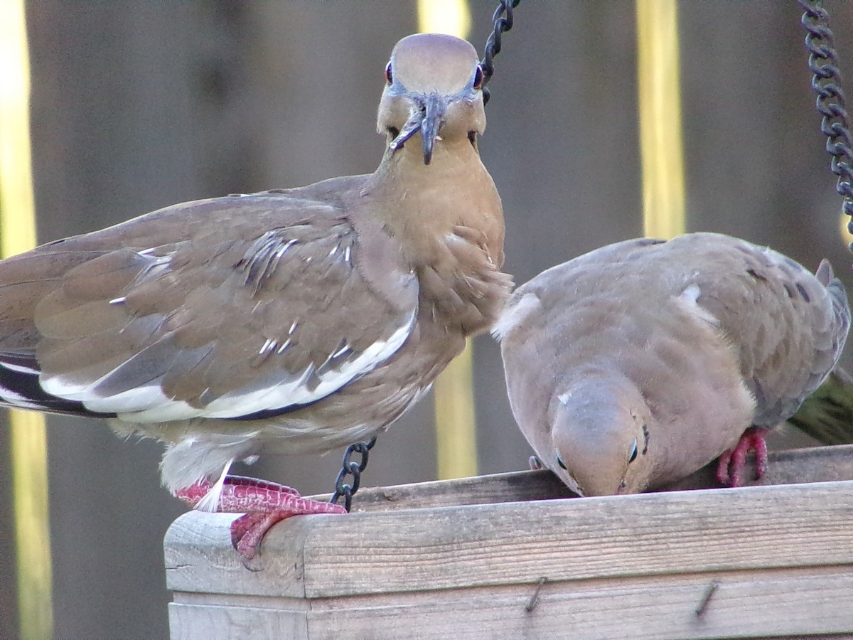 White-winged Dove - ML642336284