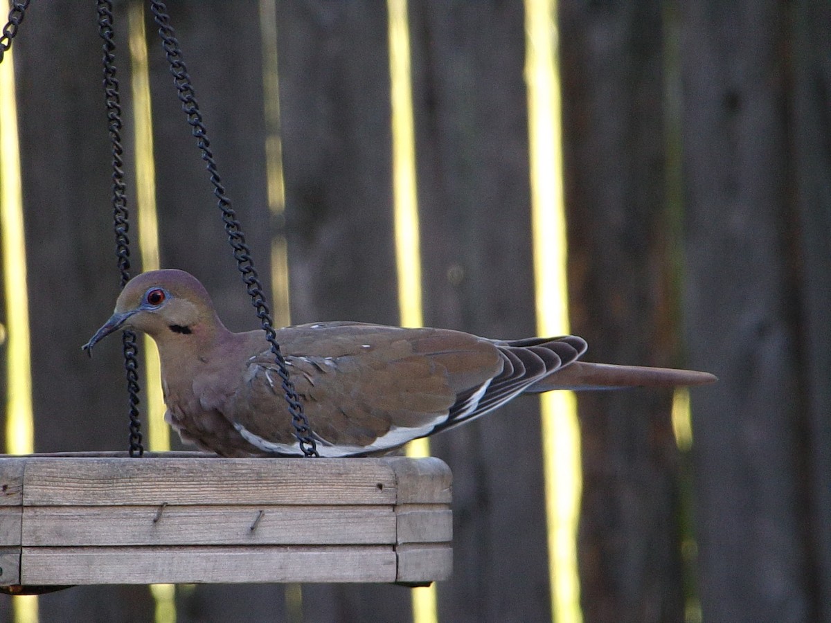 White-winged Dove - ML642336285