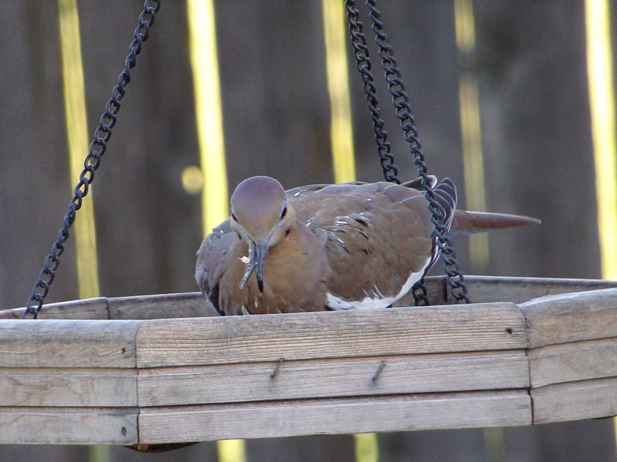 White-winged Dove - ML642336286